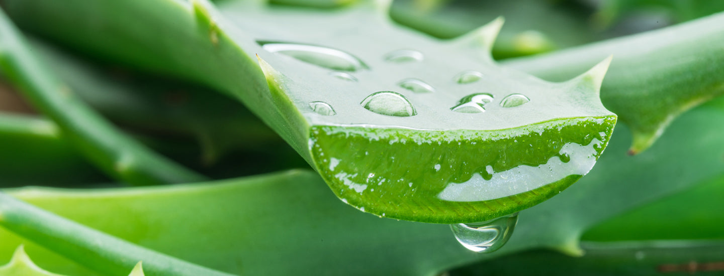 Conosci le propriet del Gel di Aloe?  Equilibra Store