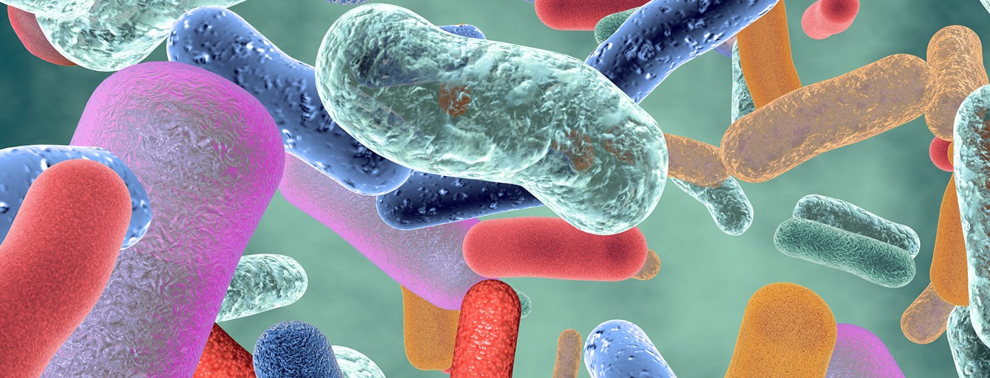 Il microbiota: un intero ecosistema che convive con noi
